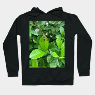 Gardenia and insect Hoodie